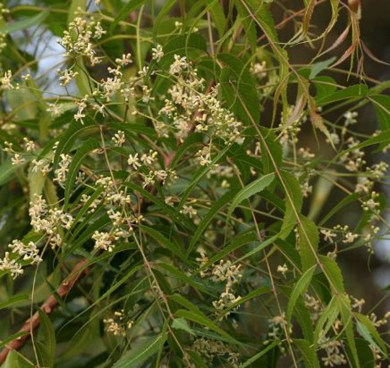 Neem