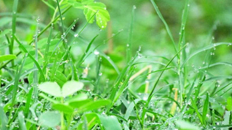 Damage to the fog crop