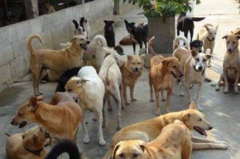 dogs attacked on 35 peoples