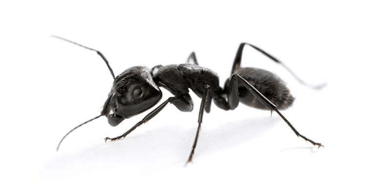 Ant