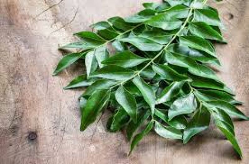Curry leaf 