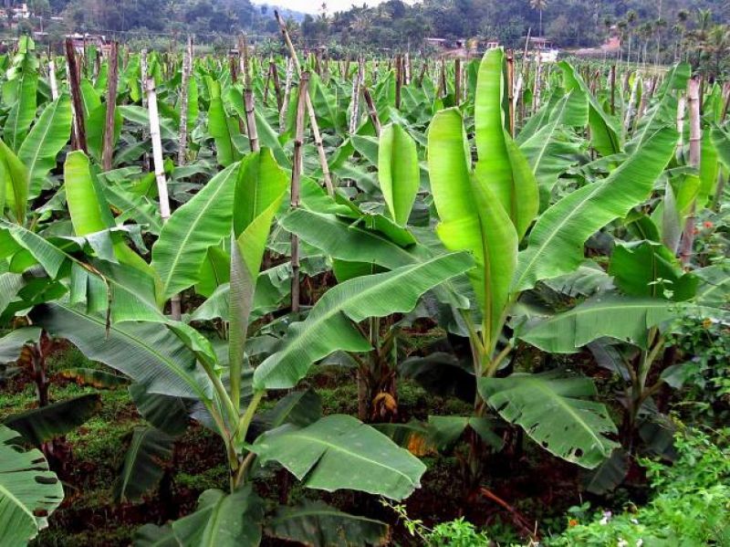 banana farming