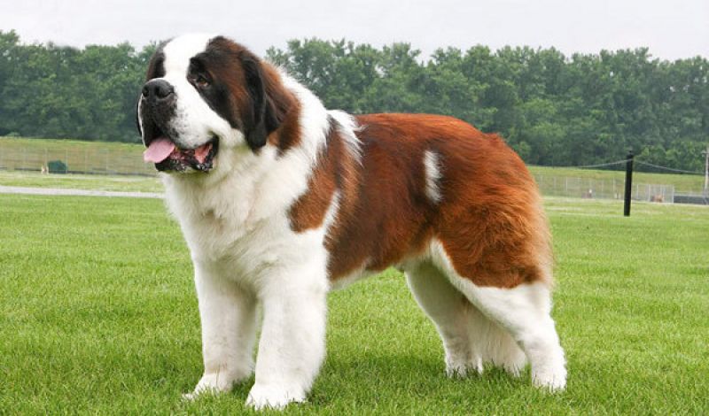 Saint Bernard 