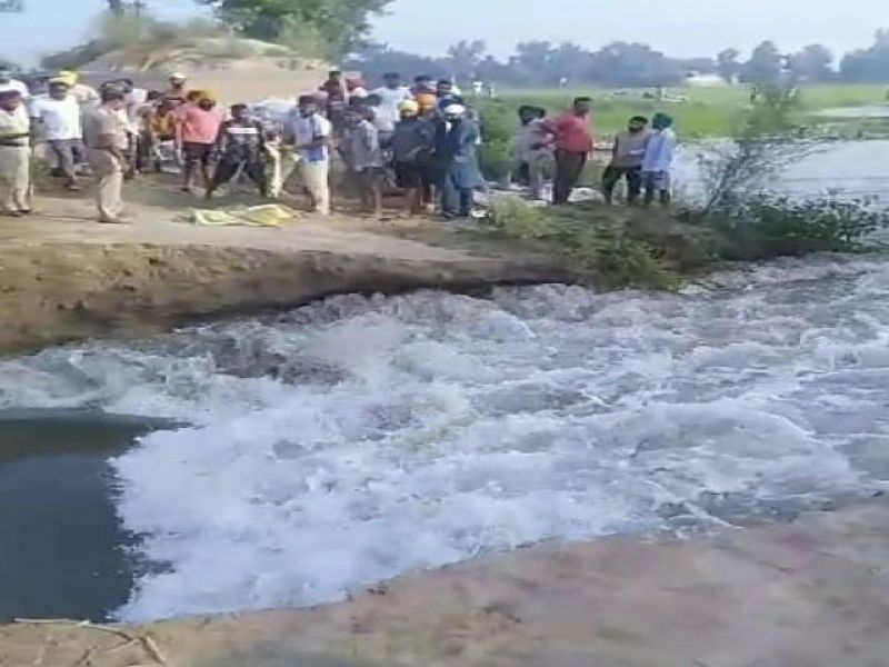Loss of paddy crop due to floods near firozpur