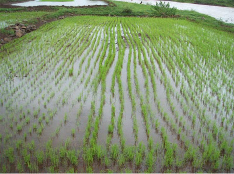 paddy farming 