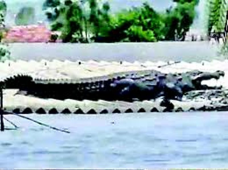 crocodile spotted on roof of submerged housein flood hit karnataka