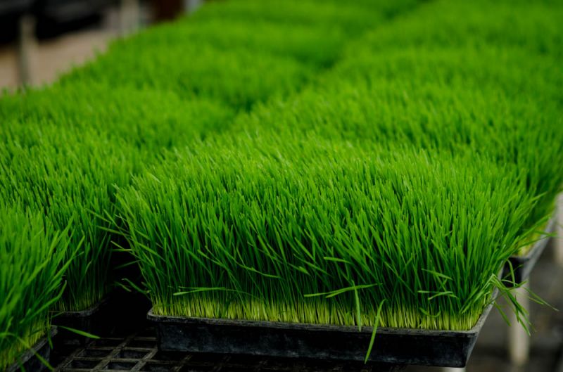 Wheatgrass