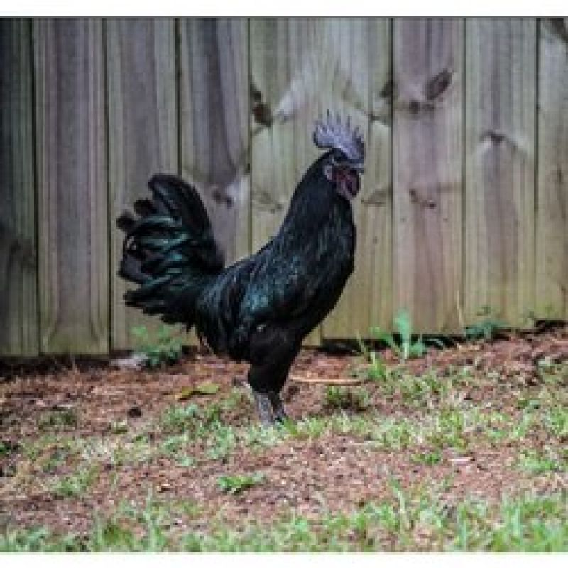 Huge demand of 'Karkanath' Chicken in Corona Period 