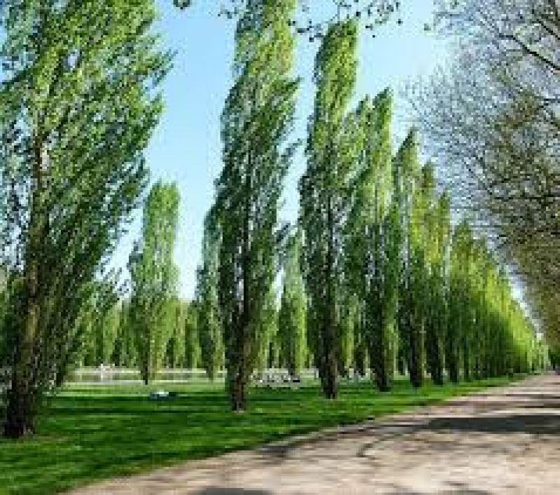 Poplar Trees