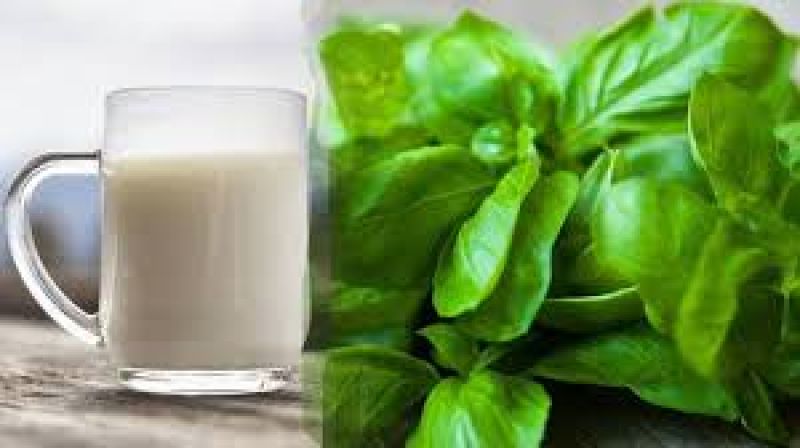 Tulsi milk