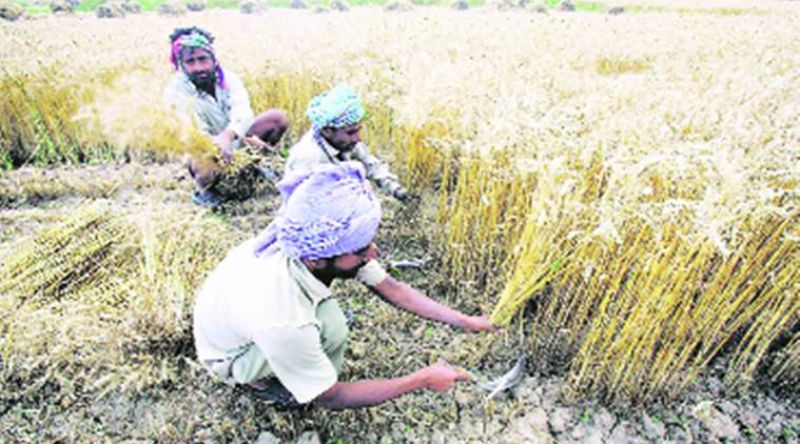 Sowing Moong after Wheat