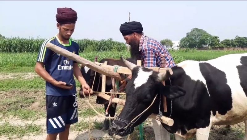 Farmers are forced to cultivate with oxen