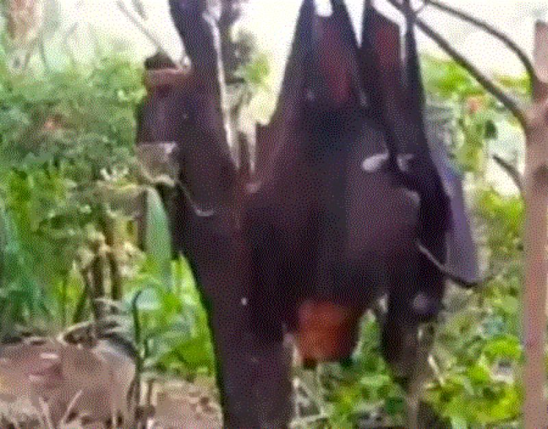 viral image of bat