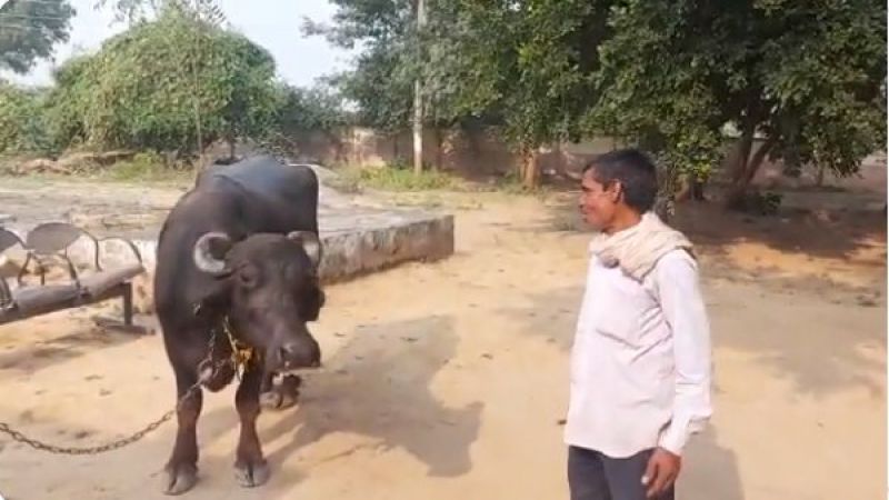 Farmer arrives at police station with buffalo