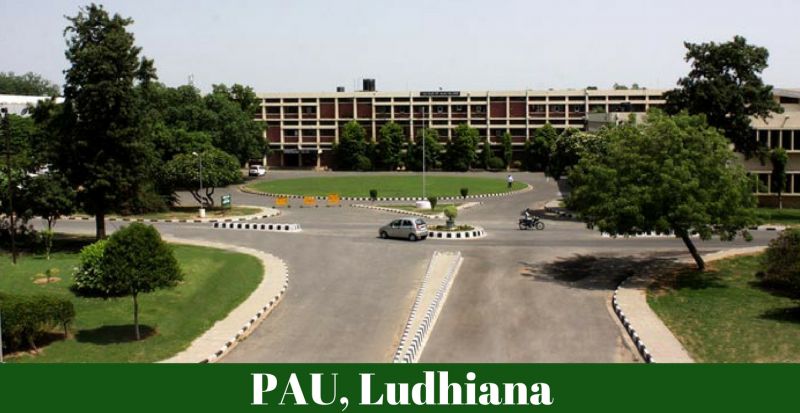 PAU Ludhiana 