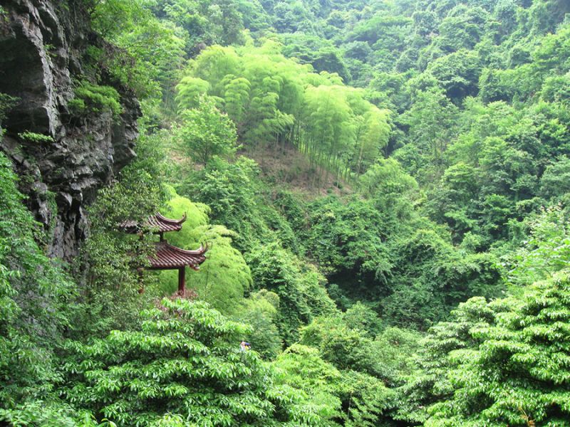 china-forest