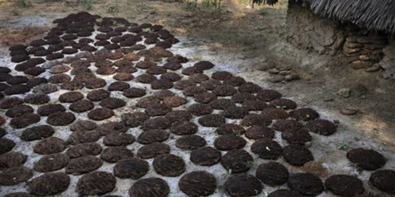 Cow Dung