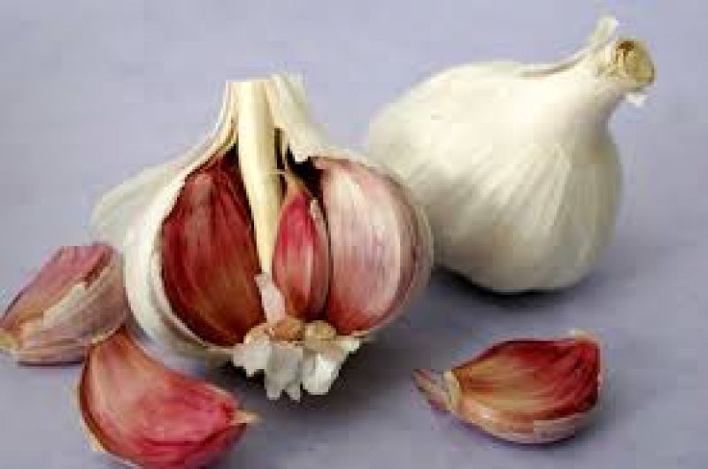 garlic