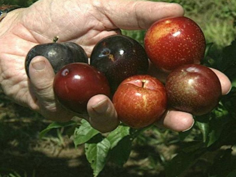 Plums Cultivate 