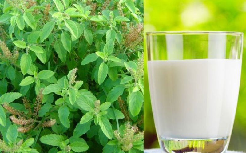 Tulsi Milk 