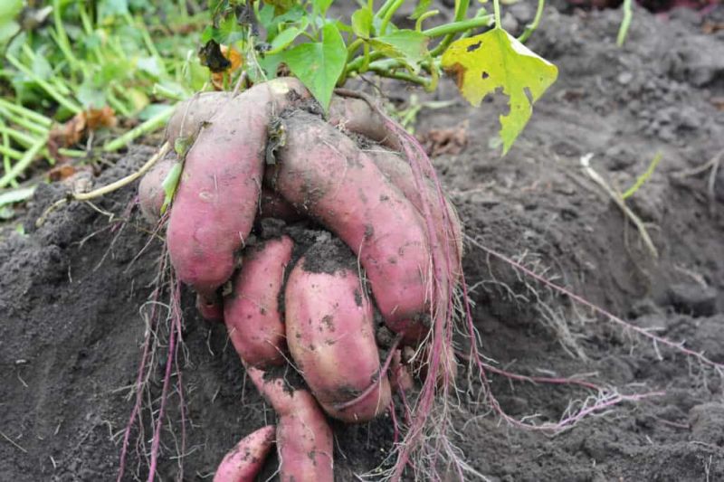 Sweet Potato Farming