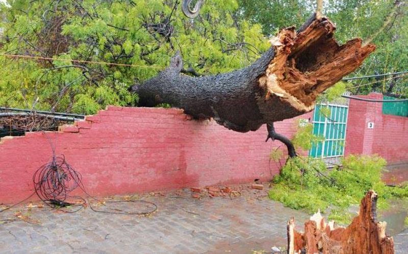 Tree fallen on youth, Instant death 