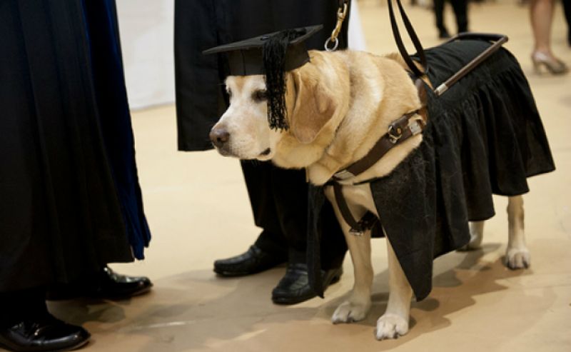 Dog gets diploma