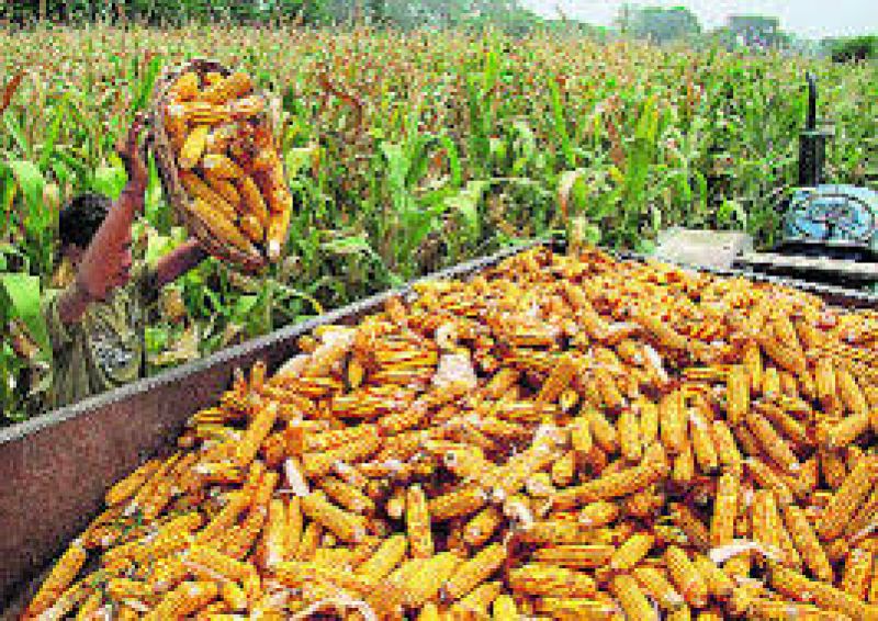 corn farming punjab