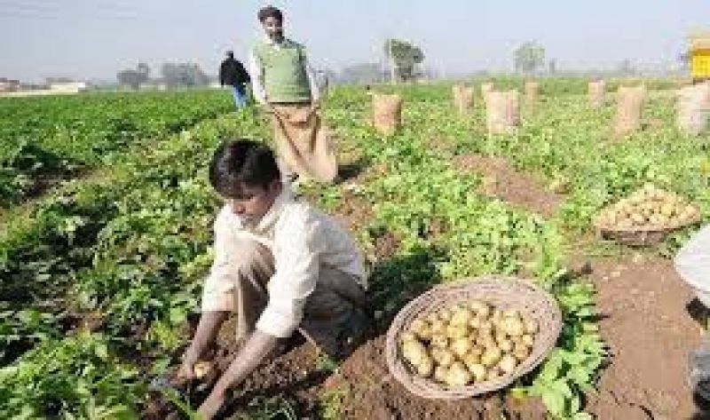 Potato Farming Harsola village
