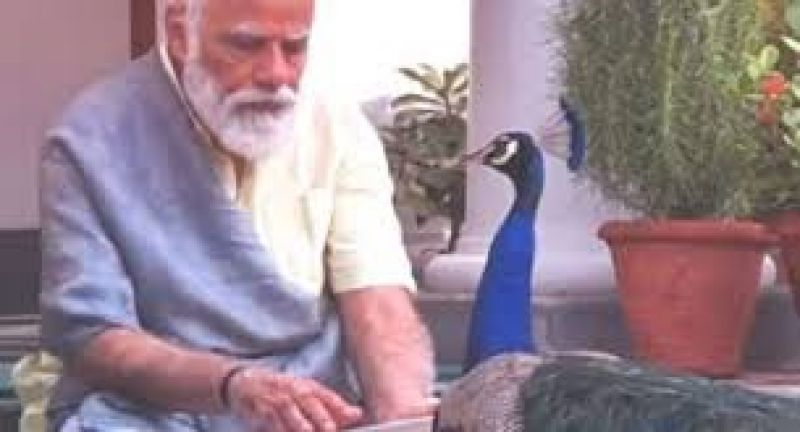  PM Modi Shares Video Of His Bond With Peacocks At His Residence