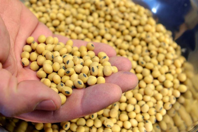 Soybean trans fat can increase diseases