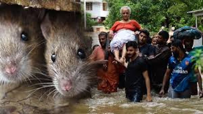 Kerala Rat Fever
