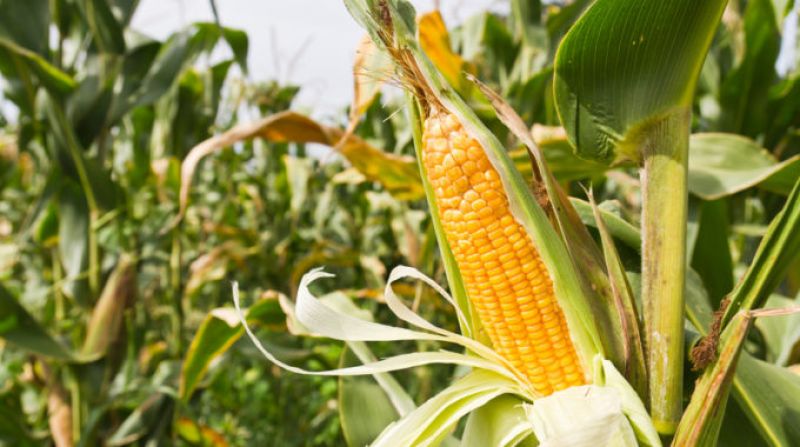 Corn Agriculture