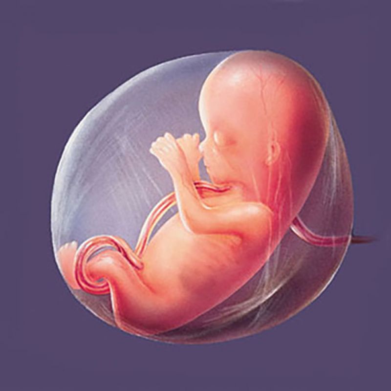 Now Embryo's 3D photo is possible to taken