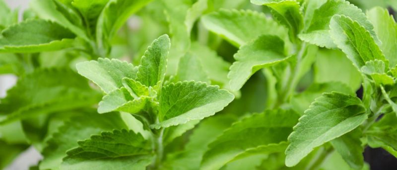 Stevia