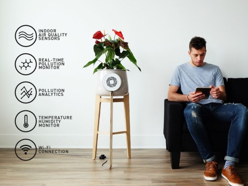 natural air purifier