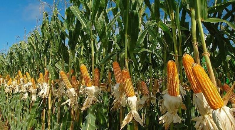 Corn Farming