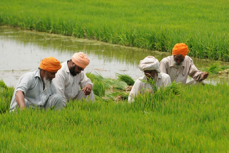 paddy transplantation started by farmers.