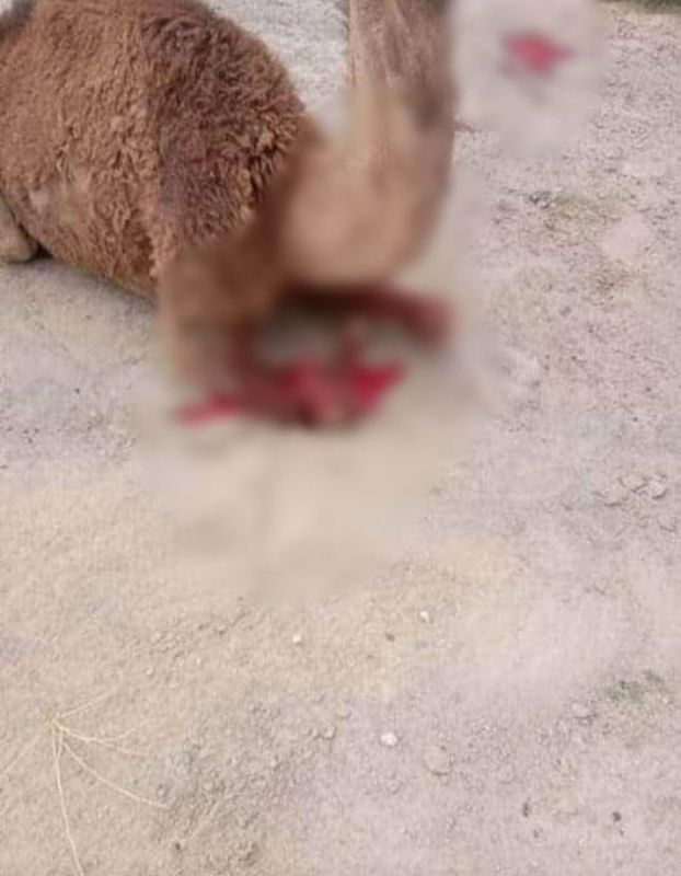 Forefeet chopped, 4-year-old camel baby axed to death by men in Rajasthan's Churu district