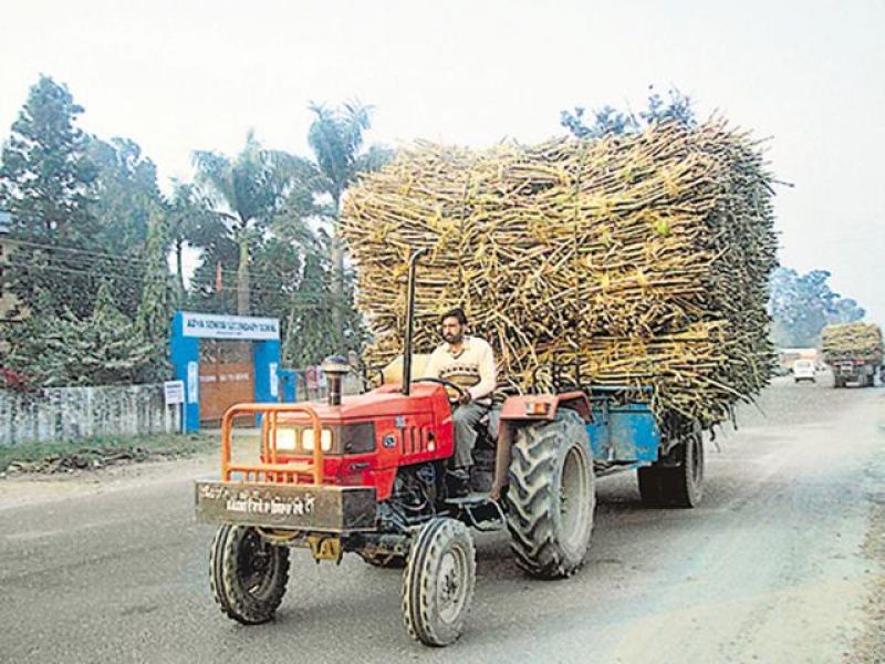 Sugarcane Farmers 