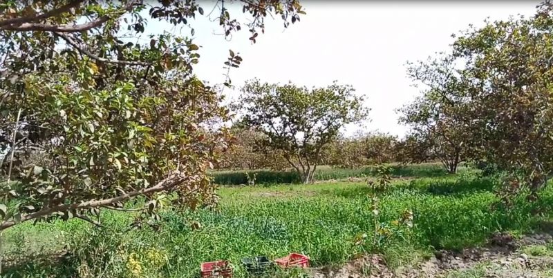  The storm hit the farmers