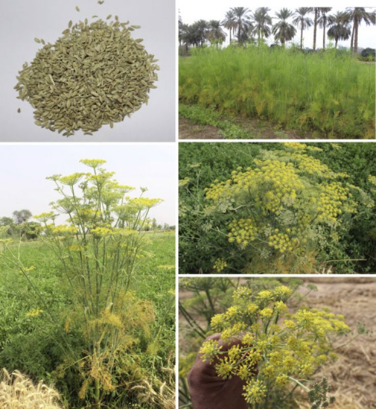  Fennel Seeds Farming 