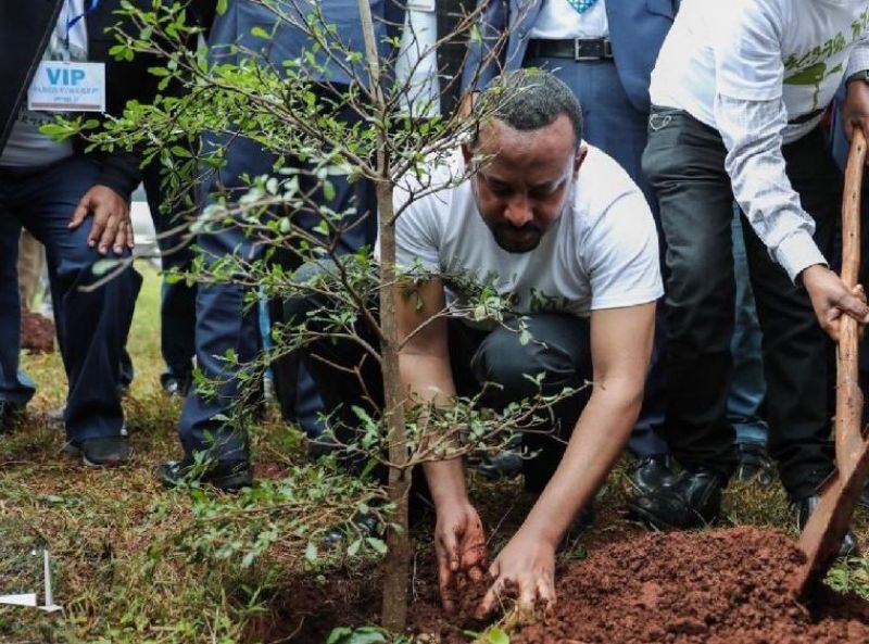 Plant 35 million saplings