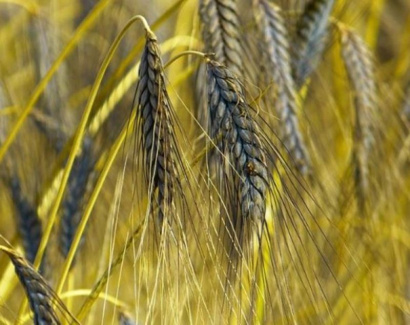 Black wheat is beneficial