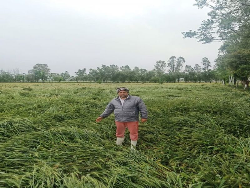 Wheat crop damaged by strong winds and rains