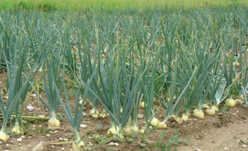Onion Cultivation 