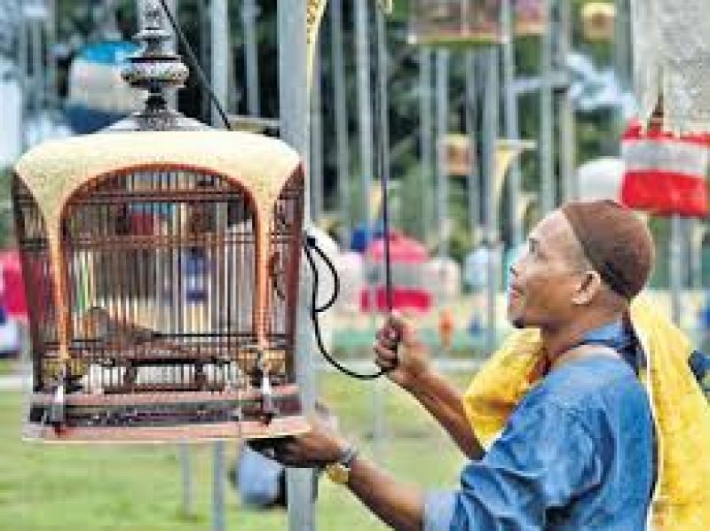 Bird Singing Competition