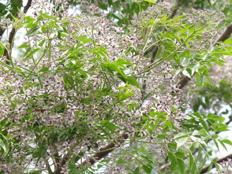 Chinaberry