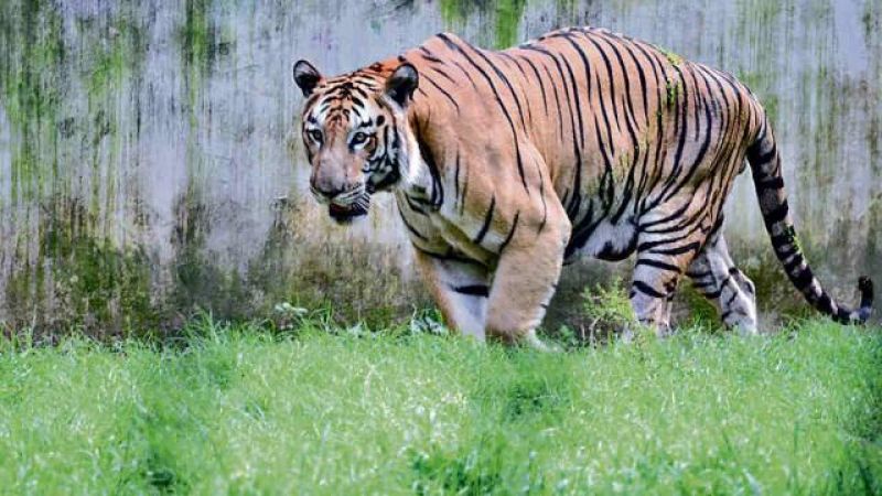 International Tiger Day