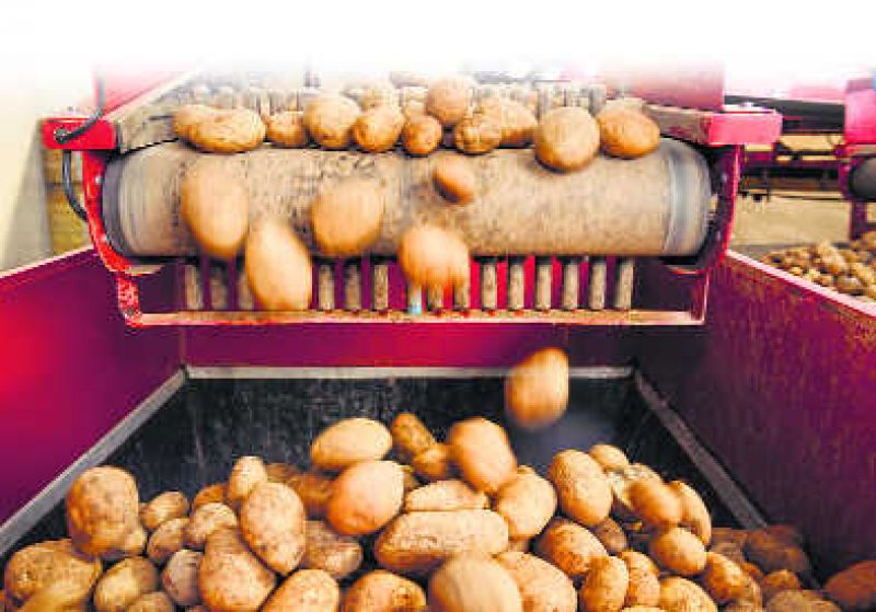 potato farming punjab